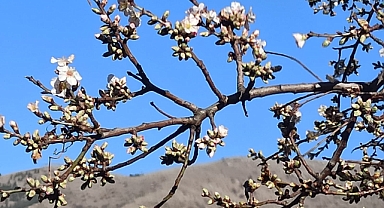 Yahyalı’da Şubat Ayında Şaşırtan Görüntü: Badem Ağacı Çiçek Açtı!