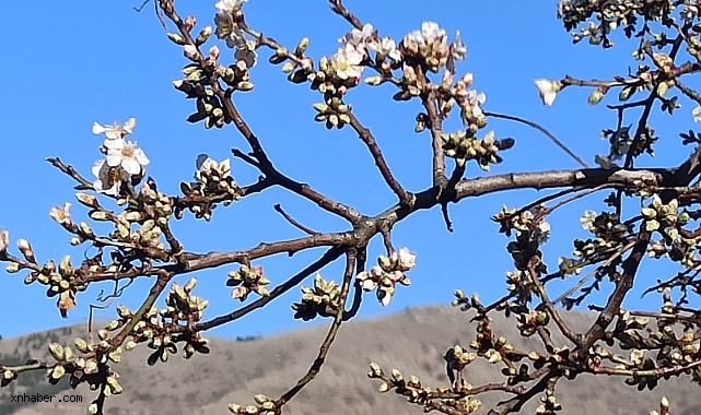 Yahyalı’da Şubat Ayında Şaşırtan Görüntü: Badem Ağacı Çiçek Açtı!