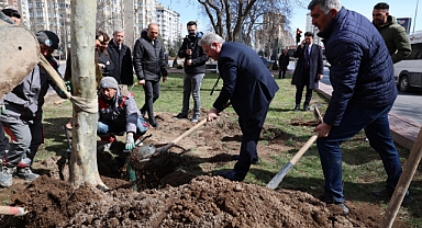 Melikgazi'de İlkbahar Ağaç Dikimi Başladı: Binlerce Çınar Toprakla Buluşuyor