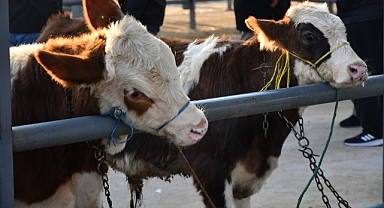 Kayseri’de Kurbanlık Fiyatları Belli Oldu: Büyükbaş ve Küçükbaş İçin Tavsiye Rakamlar Açıklandı