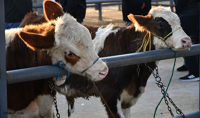 Kayseri’de Kurbanlık Fiyatları Belli Oldu: Büyükbaş ve Küçükbaş İçin Tavsiye Rakamlar Açıklandı