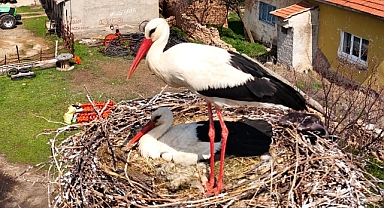 Palas’ın Zarif Misafirleri Geldi! Tuzla Gölü Çevresinde Leylek Hareketliliği