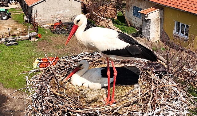 Palas’ın Zarif Misafirleri Geldi! Tuzla Gölü Çevresinde Leylek Hareketliliği